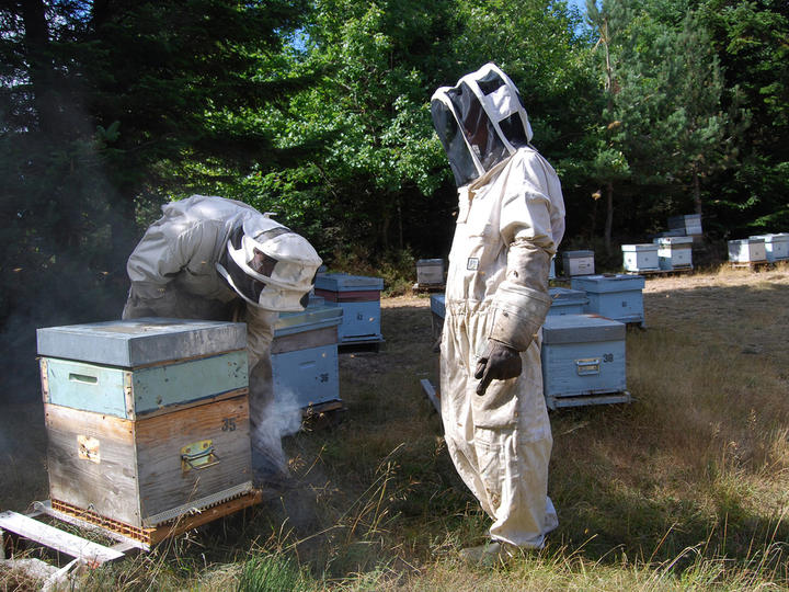 le miel de tanguy faugeres cevennes ardèche