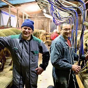 22.jpg traite des brebis