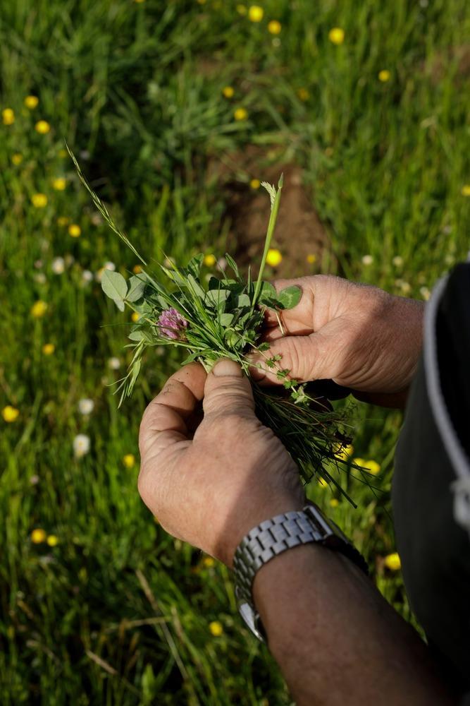 Pairies du Mézenc Pairies du Mézenc
