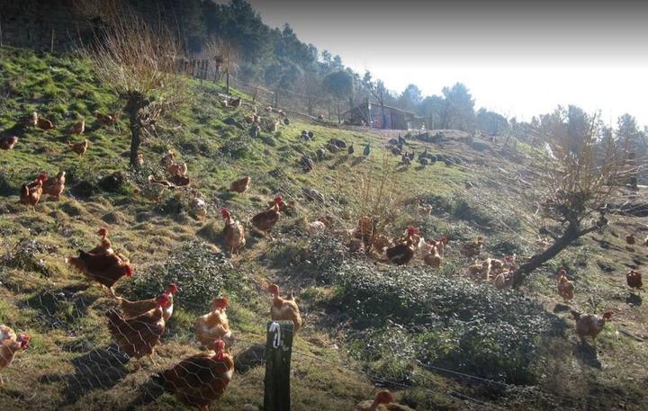 @GAEC Aux Bonnes Volailles