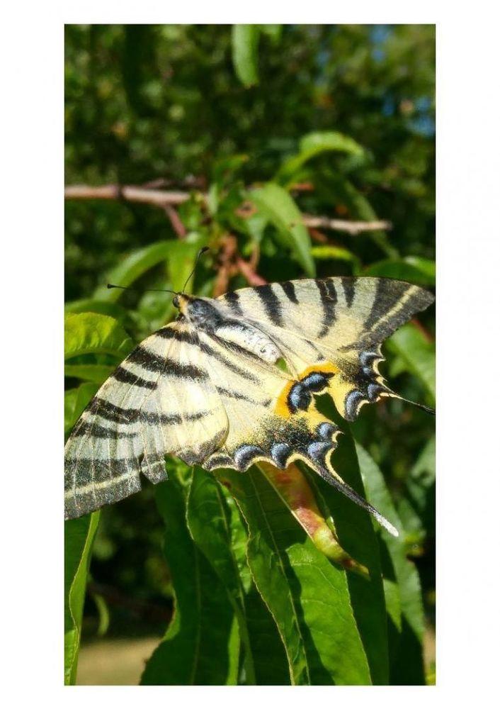 papillon parmi d'autres