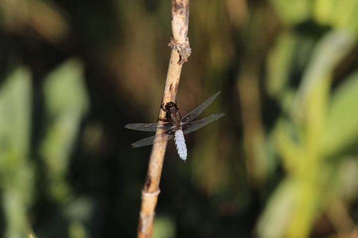Burzet - Insecte de la tourbière ©o.mathis Burzet - Insecte de la tourbière ©o.mathis