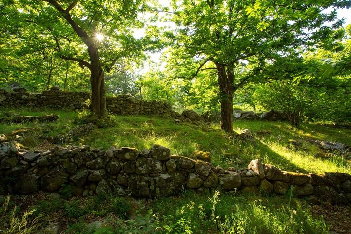 La Souche - Terrasses et châtaigniers ©S.BUGNON La Souche - Terrasses et châtaigniers ©S.BUGNON