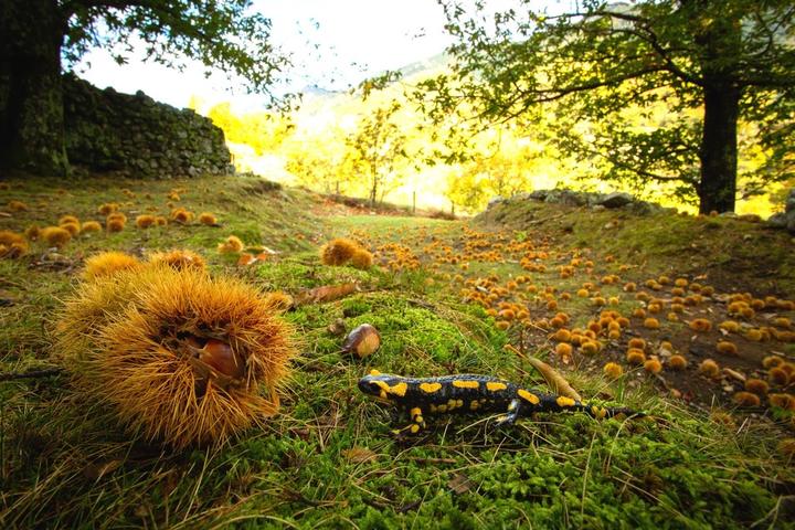 La Souche - Châtaignes et salamandre ©S.BUGNON La Souche - Châtaignes et salamandre ©S.BUGNON