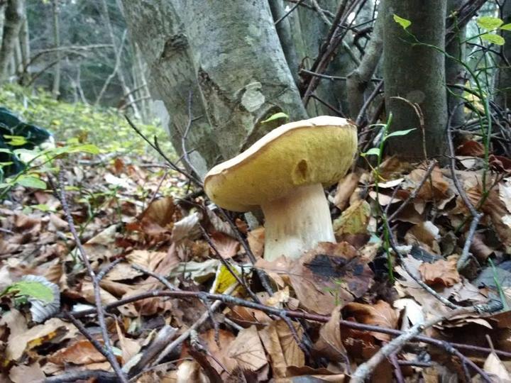 Hors saison et en automne, l'Ardèche propose son fruit emblématique : la châtaigne mais bien plus...