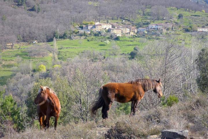 Les animaux du hameau