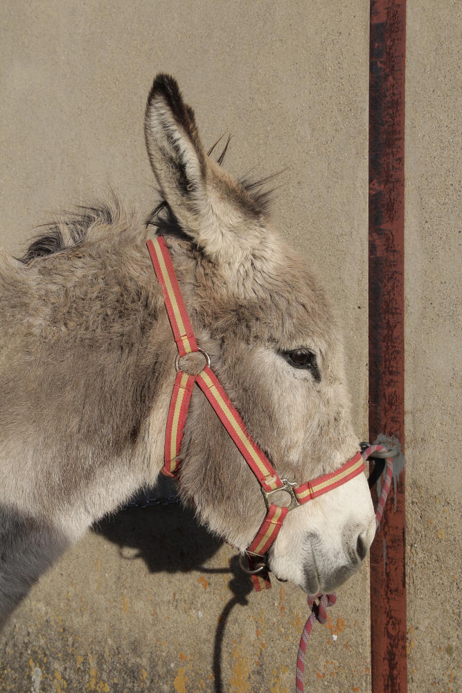 La porte du chardonnet visite de ferme