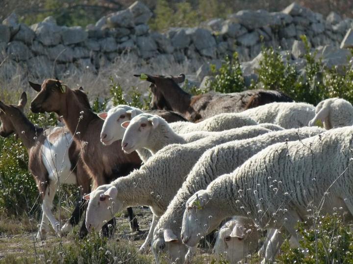 Sur les plateaux calcaires près de Joyeuse
