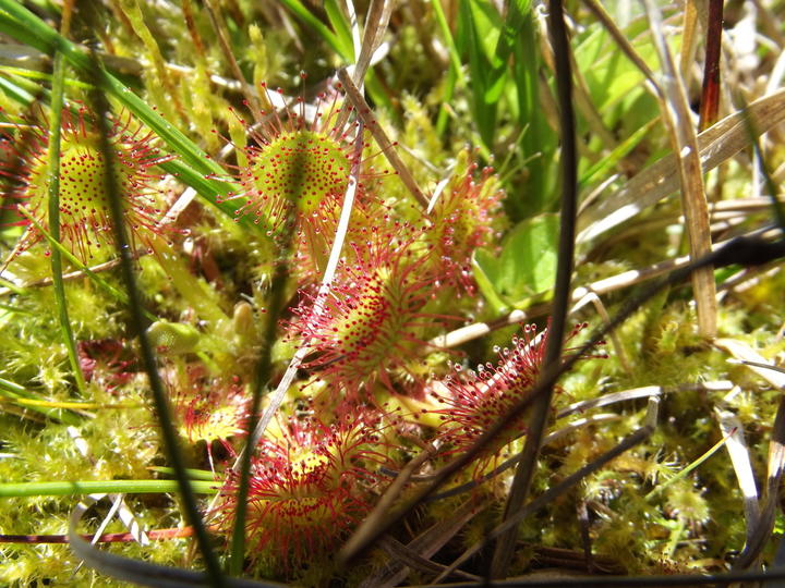 Drosera Drosera