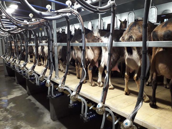 la traite des chèvres