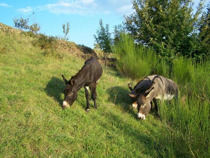 Gîte Carpe Diem à Blaunac (Joannas, Ardèche) Gîte Carpe Diem à Blaunac (Joannas, Ardèche)