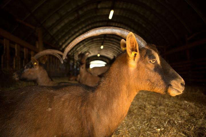 Montpezat sous Bauzon - Ferme du clos Bonnaud Montpezat sous Bauzon - Ferme du clos Bonnaud