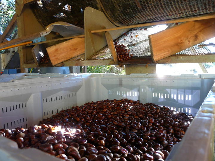 marron châtaigne Calibrage