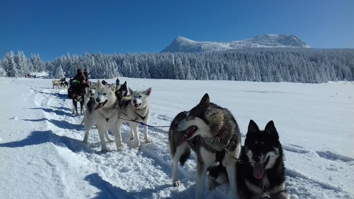 act_animnature_chienstraineau_lesestables