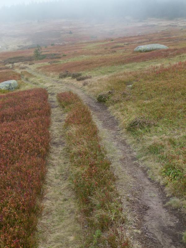 Chemin sur le Mont Lozere