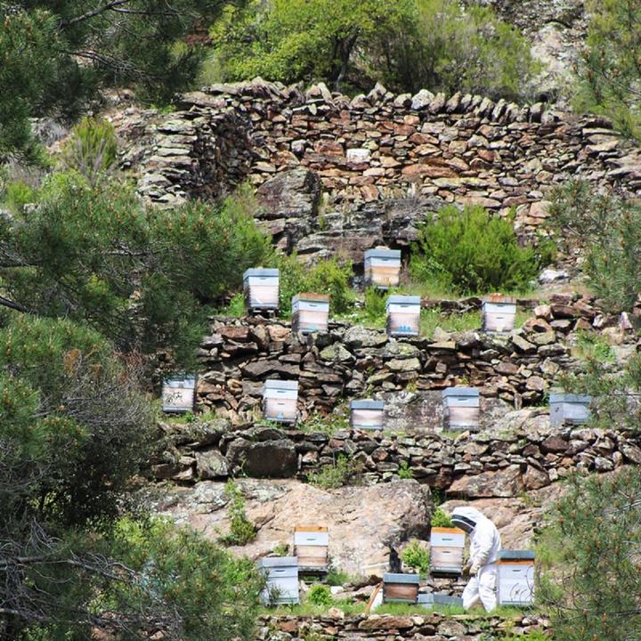 Photo Ruche5 Photo Ruche5