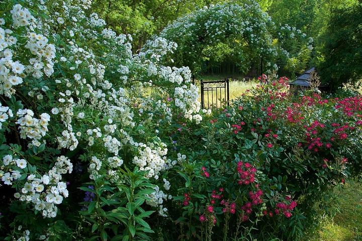 Roseraie de Berty (Largentière - Ardèche - France) Roseraie de Berty (Largentière - Ardèche - France)