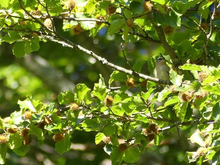 La canopée est bien occupée... ©S.MICHAUD La canopée est bien occupée... ©S.MICHAUD