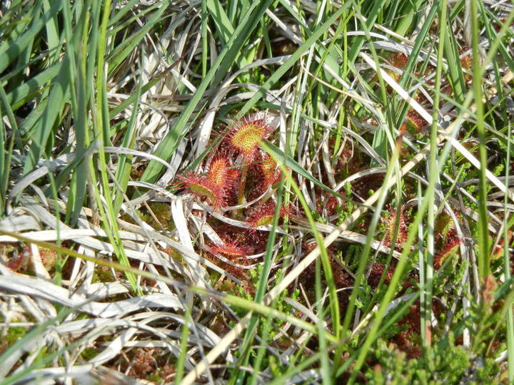 Montselgues, les tourbières Drosera