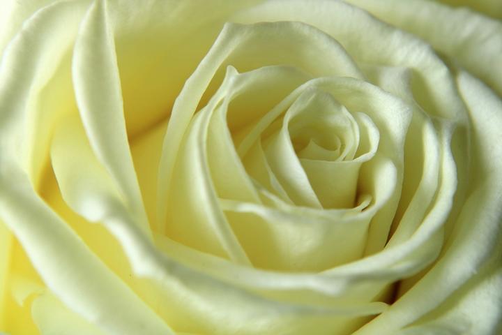roses blanches ©pixabay roses blanches ©pixabay