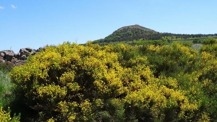 A proximité, le Mont Gerbier de Jonc